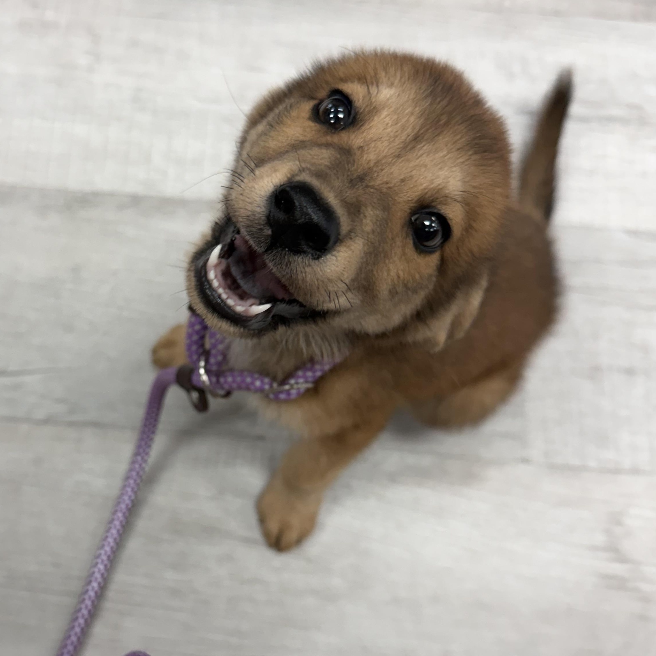 Enlarge Eddie, an adopted mixed breed in atlanta, GA image 5/5