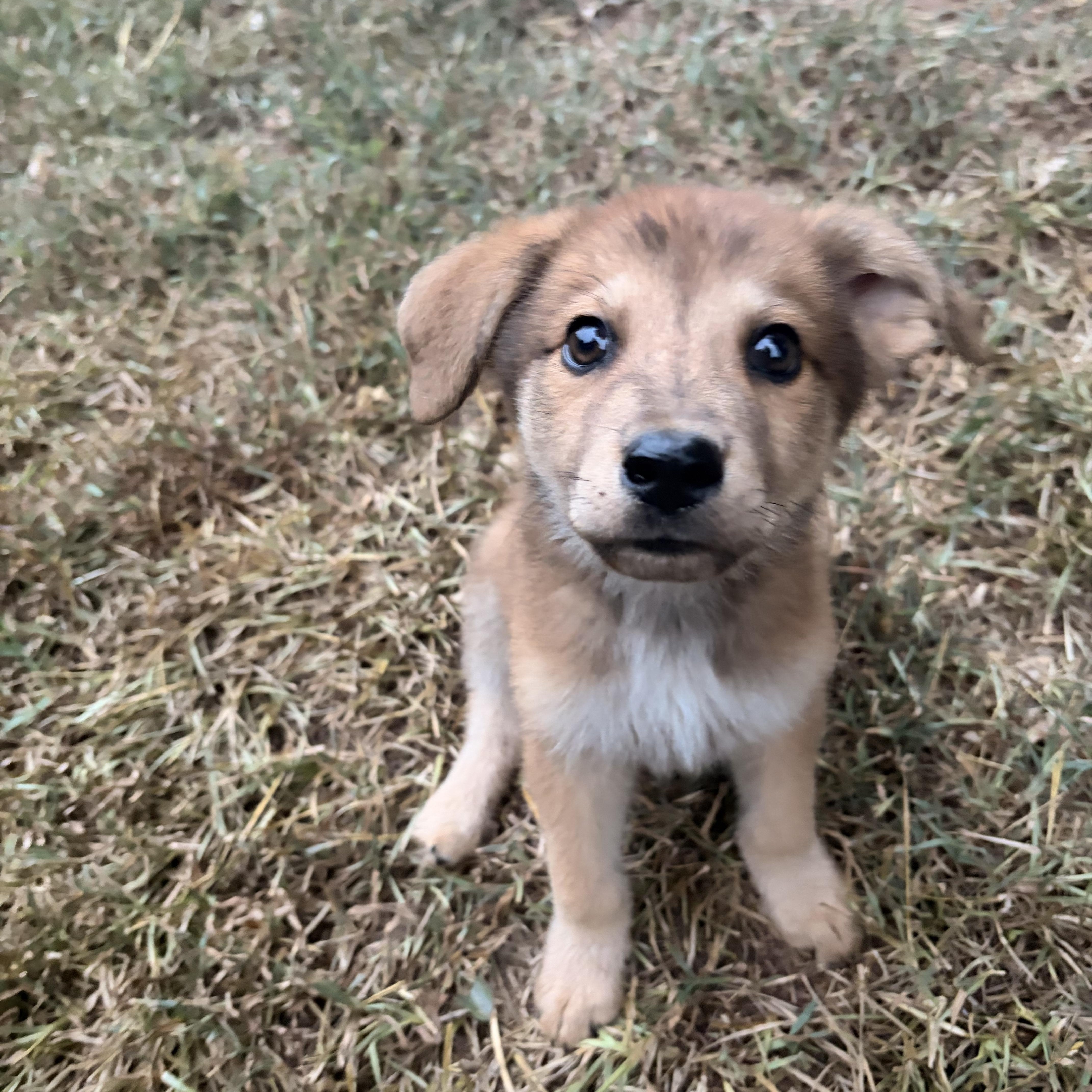 Enlarge Eddie, an adopted mixed breed in atlanta, GA image 1/5