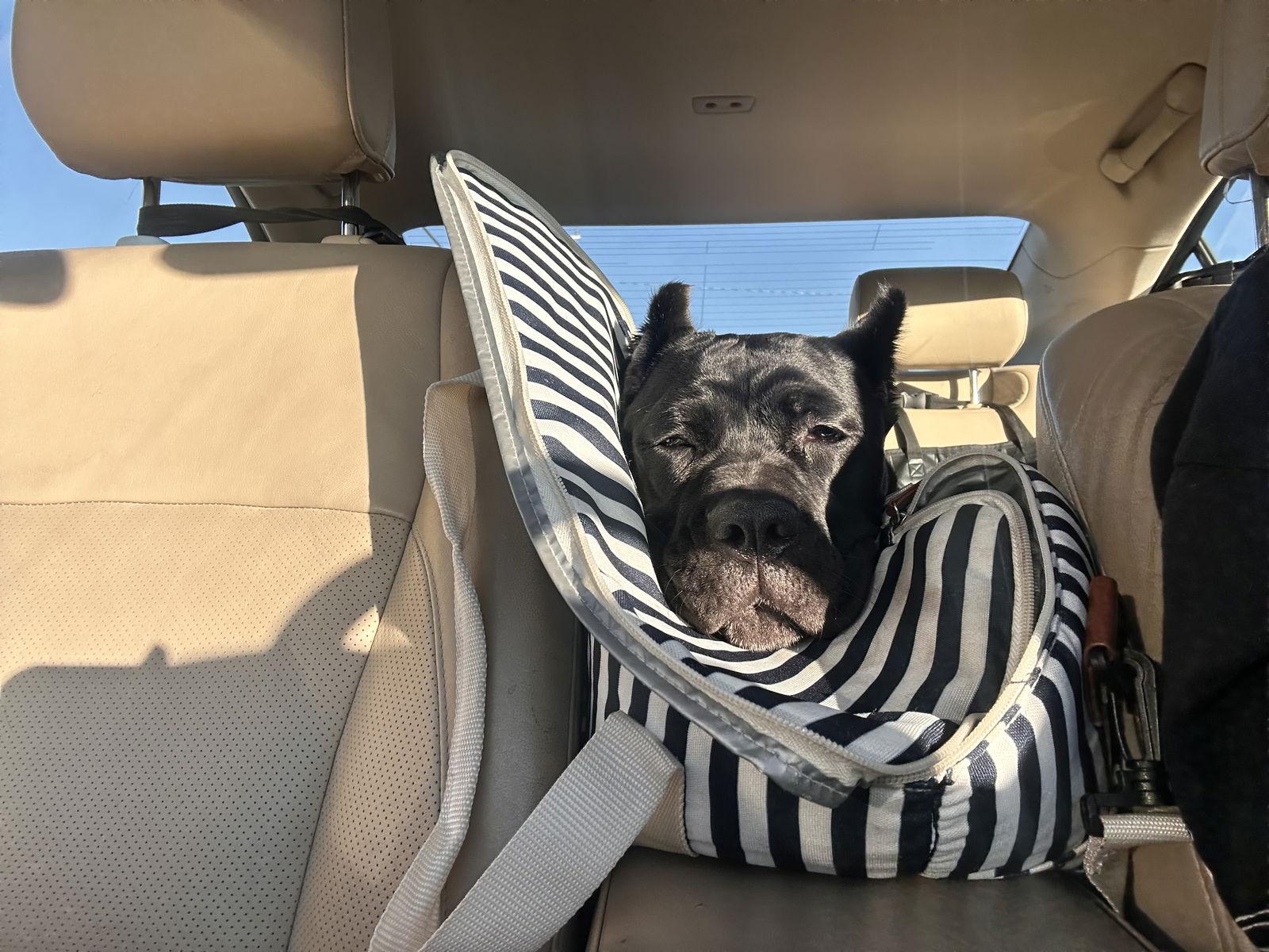 Enlarge Eshonai, a Adopted Cane Corso in Bangs, TX image 1/1