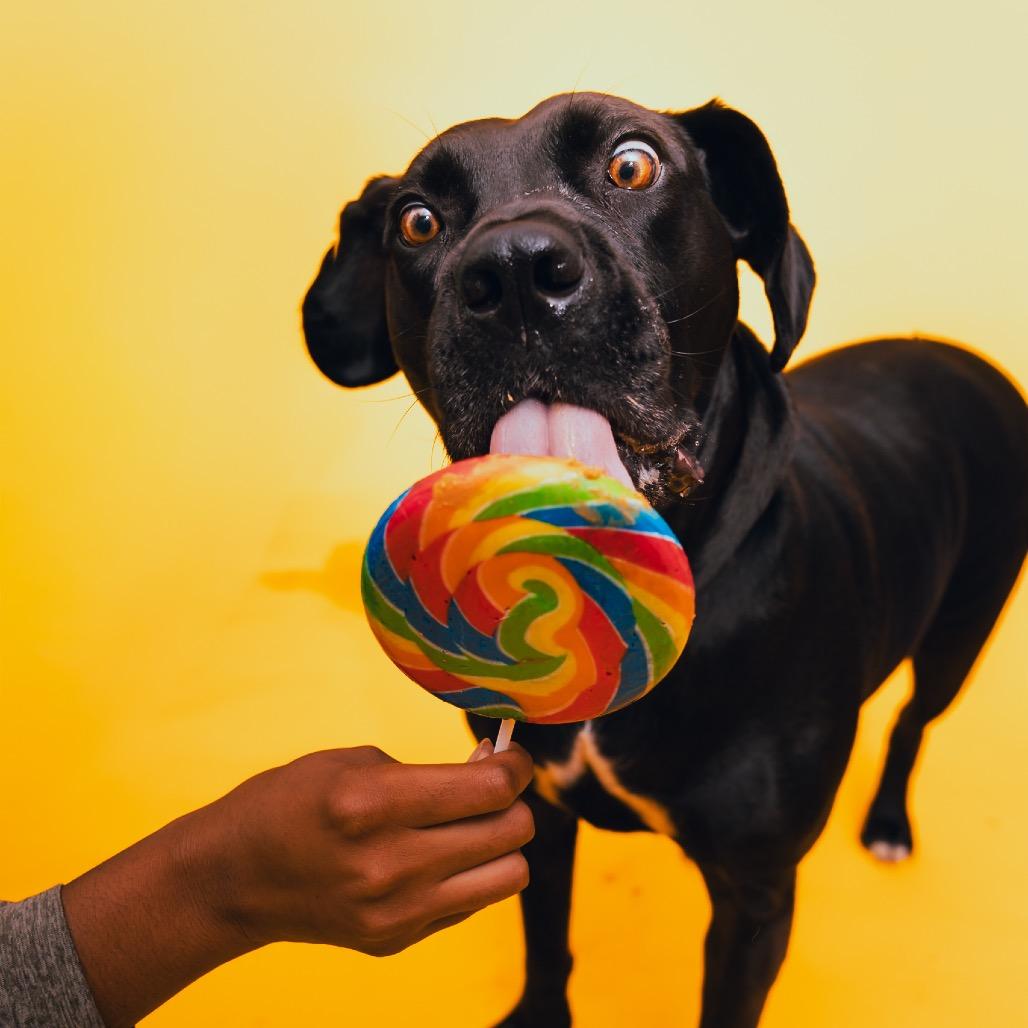 Velvet, a Adoptable mixed breed in San Diego, CA image 1/6