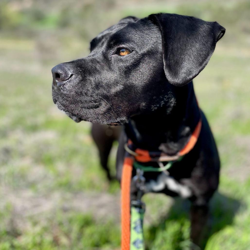 Velvet, a Adoptable mixed breed in San Diego, CA image 3/6