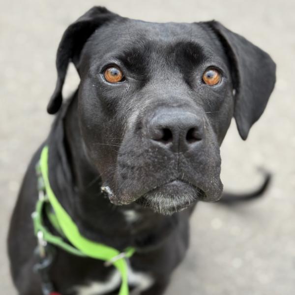 Velvet, a Adoptable mixed breed in San Diego, CA image 4/6