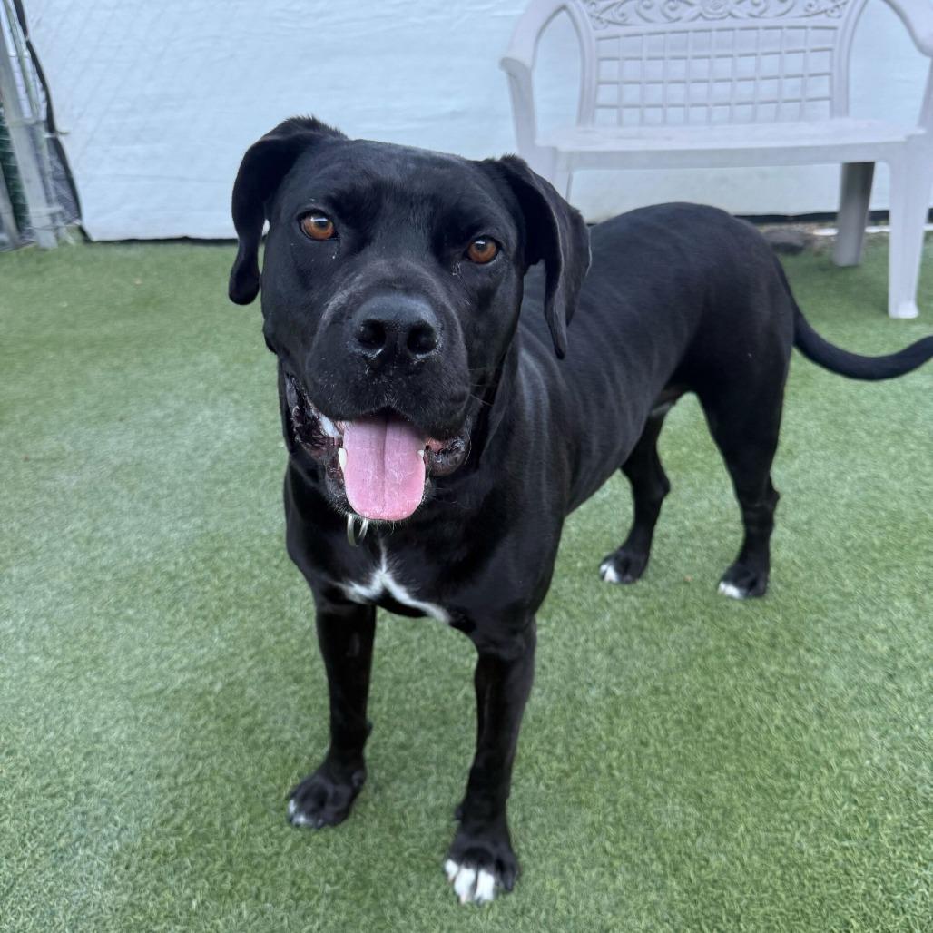 Velvet, a Adoptable mixed breed in San Diego, CA image 5/6