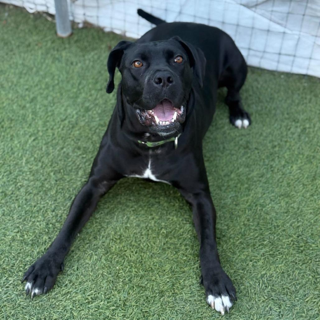 Velvet, a Adoptable mixed breed in San Diego, CA image 6/6