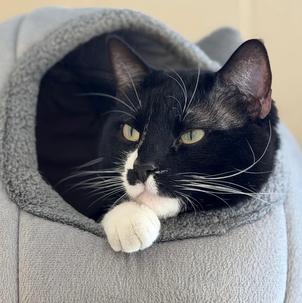 Carl, Adoptable, Adult Male Domestic Short Hair.