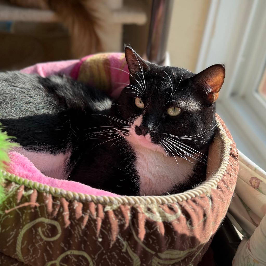 Enlarge Carl, a Adoptable mixed breed in Columbia, IL image 2/5