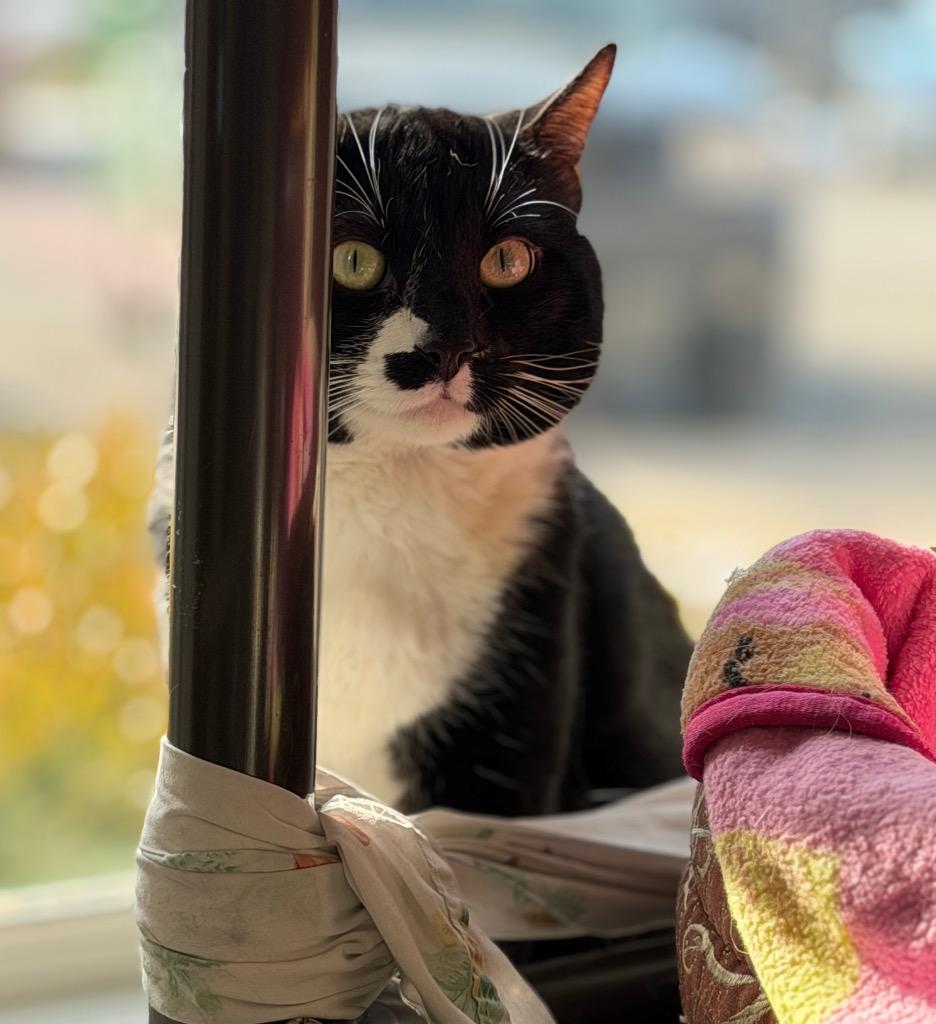 Enlarge Carl, a Adoptable mixed breed in Columbia, IL image 3/5