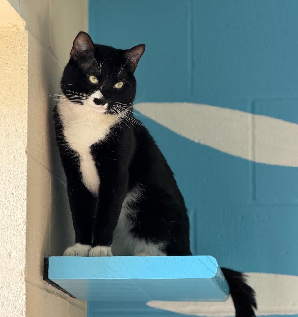 Enlarge Carl, a Adoptable mixed breed in Columbia, IL image 4/5