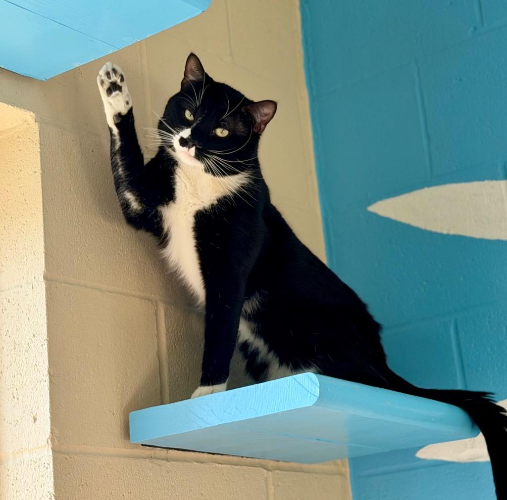 Enlarge Carl, a Adoptable mixed breed in Columbia, IL image 5/5