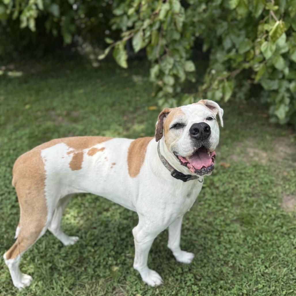 Chloe, Adoptable, Senior Female Mastiff & Great Dane.
