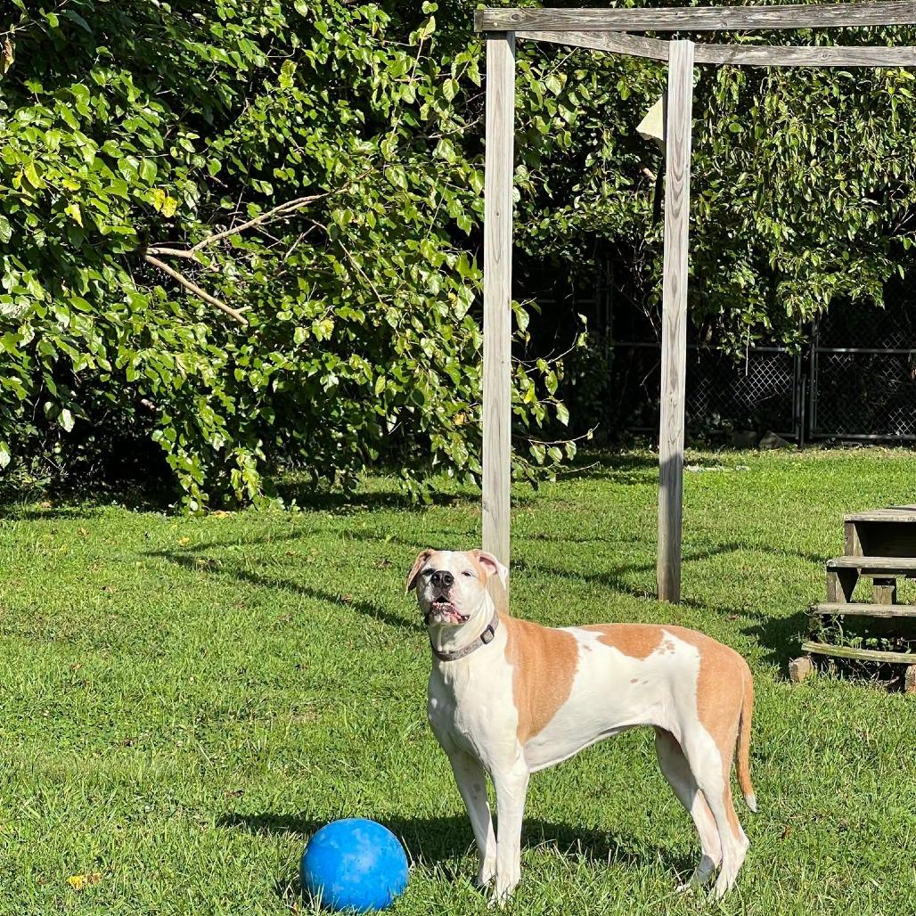 Enlarge Chloe, a Adoptable mixed breed in Ridgely, MD image 2/6
