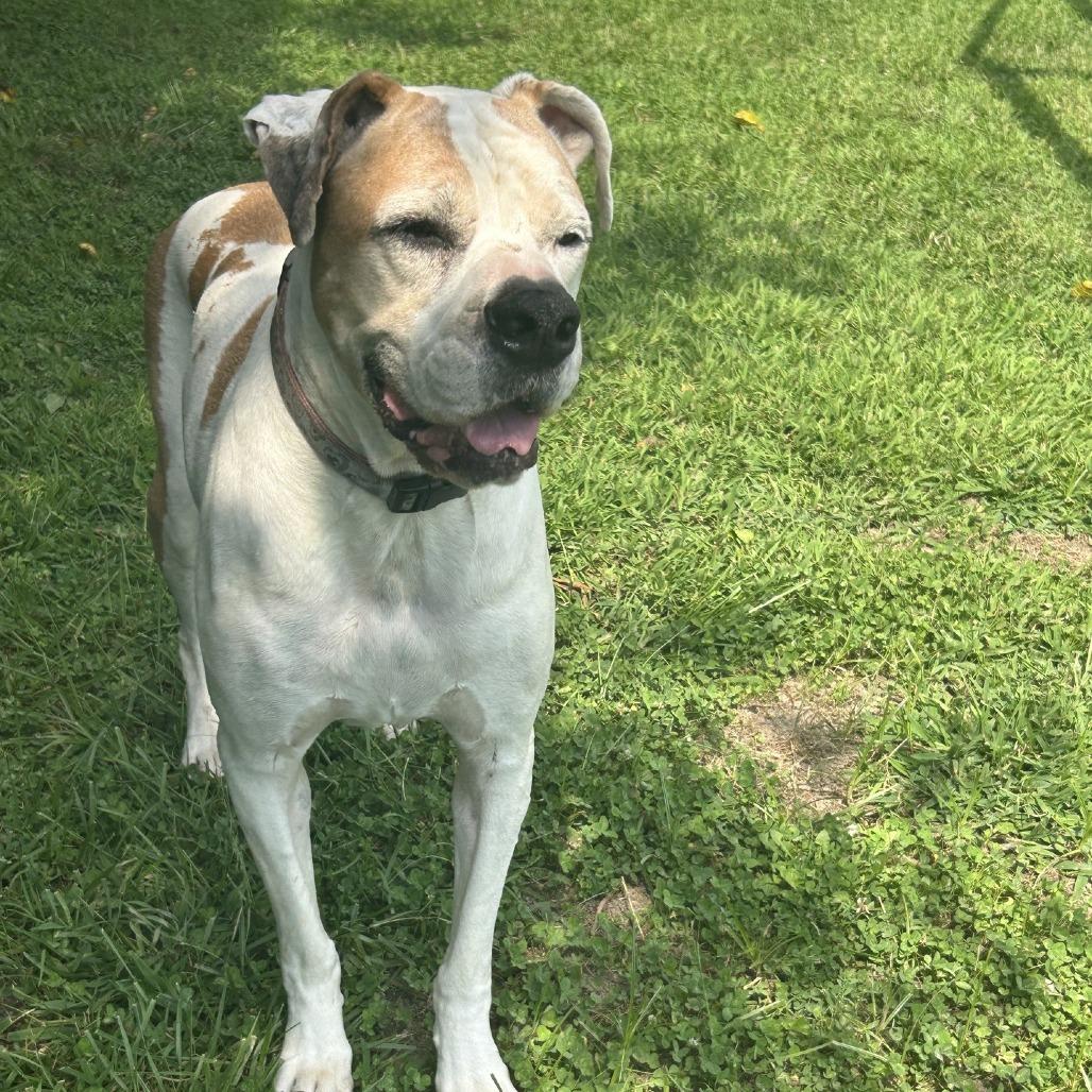 Enlarge Chloe, a Adoptable mixed breed in Ridgely, MD image 3/6