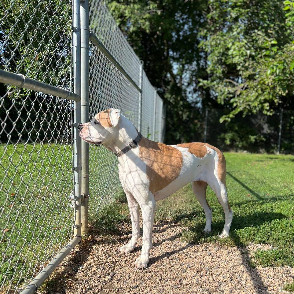 Enlarge Chloe, a Adoptable mixed breed in Ridgely, MD image 4/6
