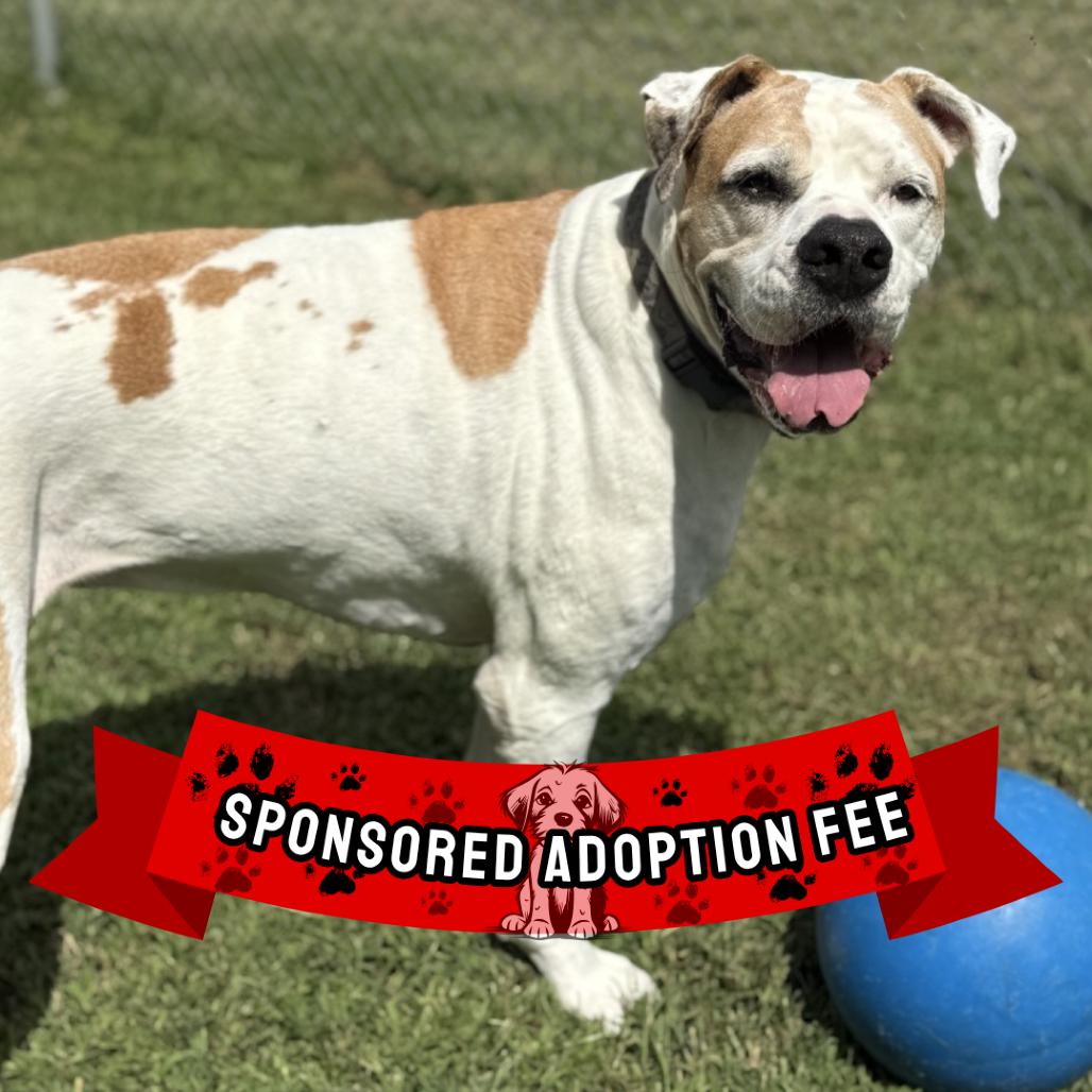 Enlarge Chloe, a Adoptable mixed breed in Ridgely, MD image 5/6