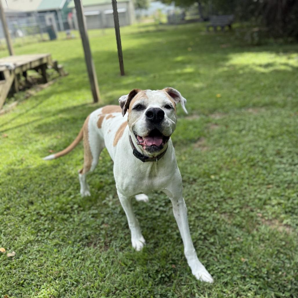 Enlarge Chloe, a Adoptable mixed breed in Ridgely, MD image 6/6