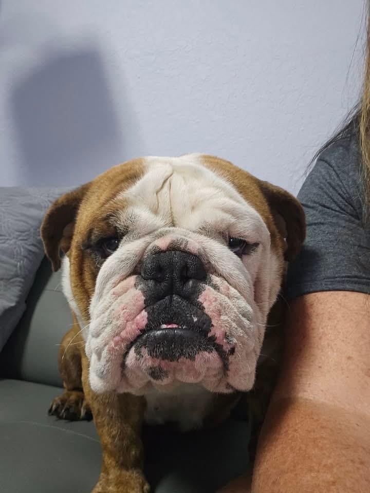 Enlarge Toad, an adopted English Bulldog in Lutz, FL image 1/1