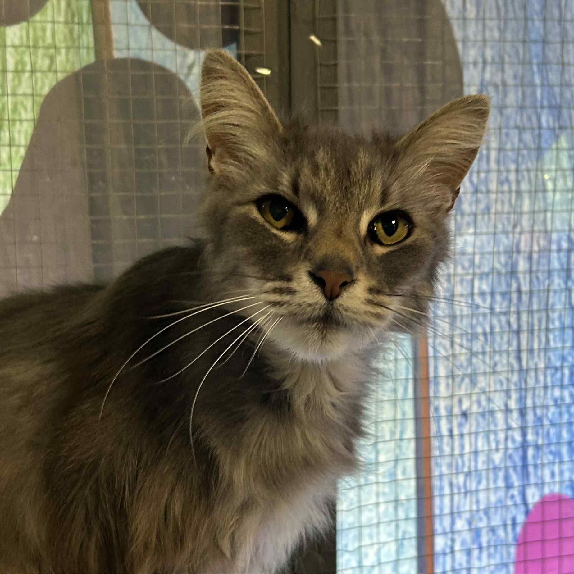 Rue, Young Female Domestic Long Hair