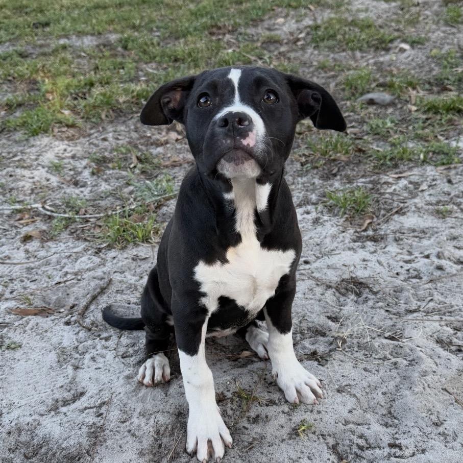 Ferrari, Adoptable, Puppy Female Mixed Breed.