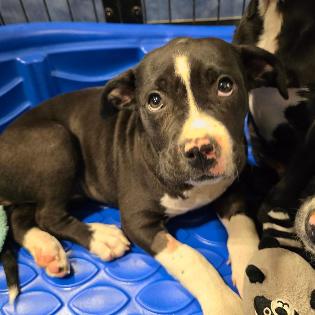 Enlarge Ferrari, a Adoptable Mixed Breed in Williston, FL image 1/4