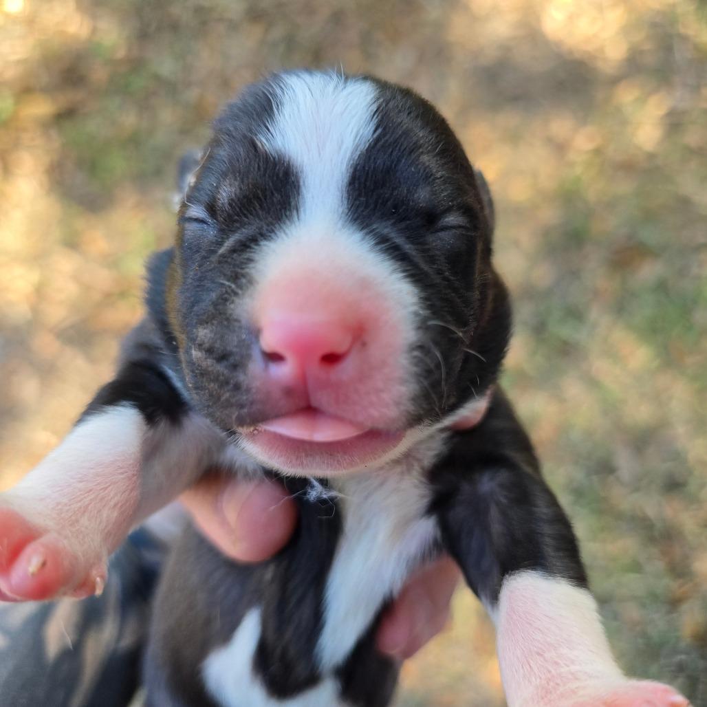 Enlarge Ferrari, a Adoptable Mixed Breed in Williston, FL image 4/4