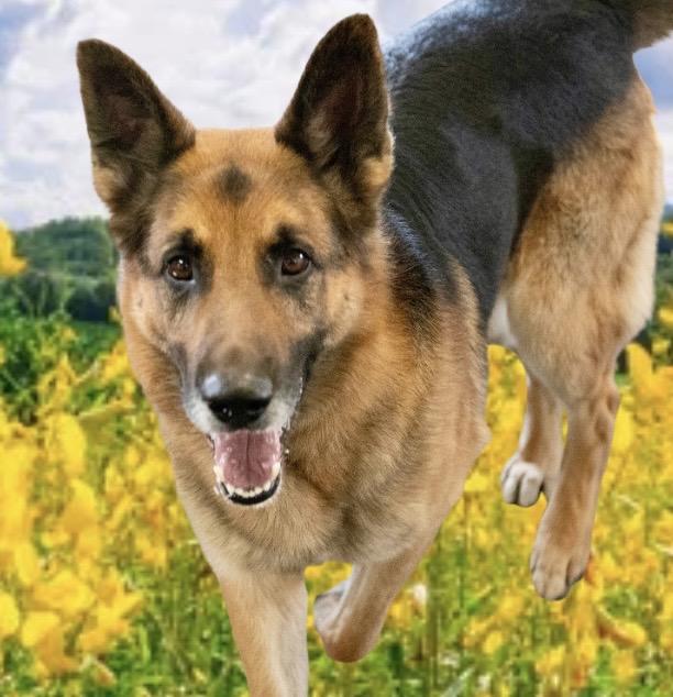 Buddy, adoptable, Adult Male German Shepherd Dog.