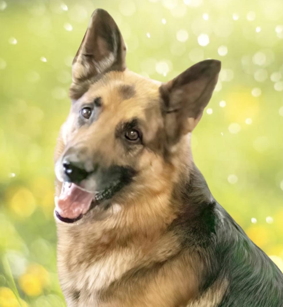 Buddy, adoptable, Adult Male German Shepherd Dog.