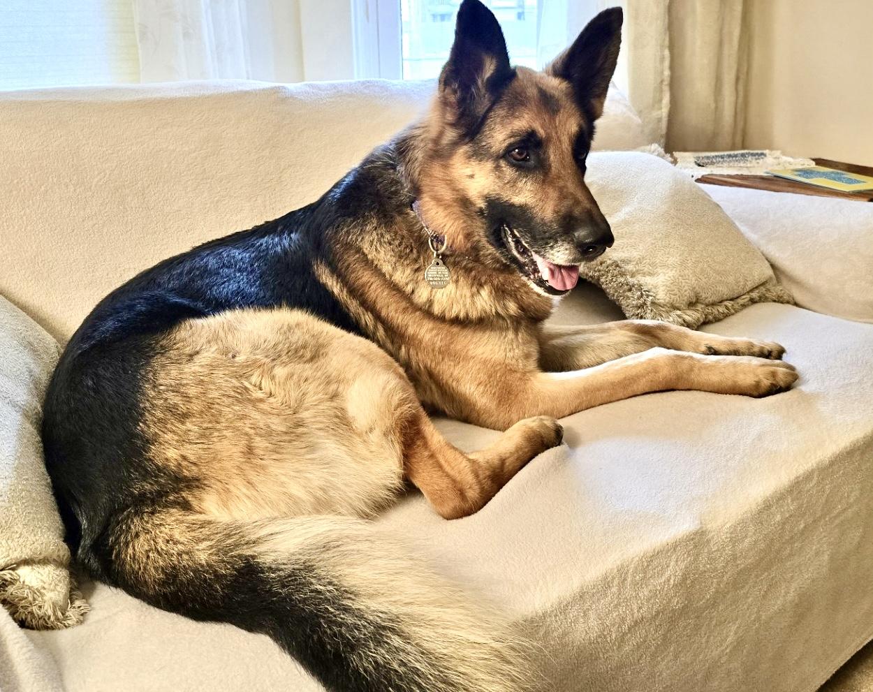 Enlarge Buddy, an adoptable German Shepherd Dog in Westfield, NY image 4/6