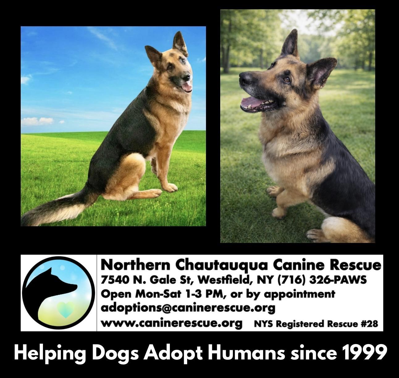 Enlarge Buddy, an adoptable German Shepherd Dog in Westfield, NY image 6/6