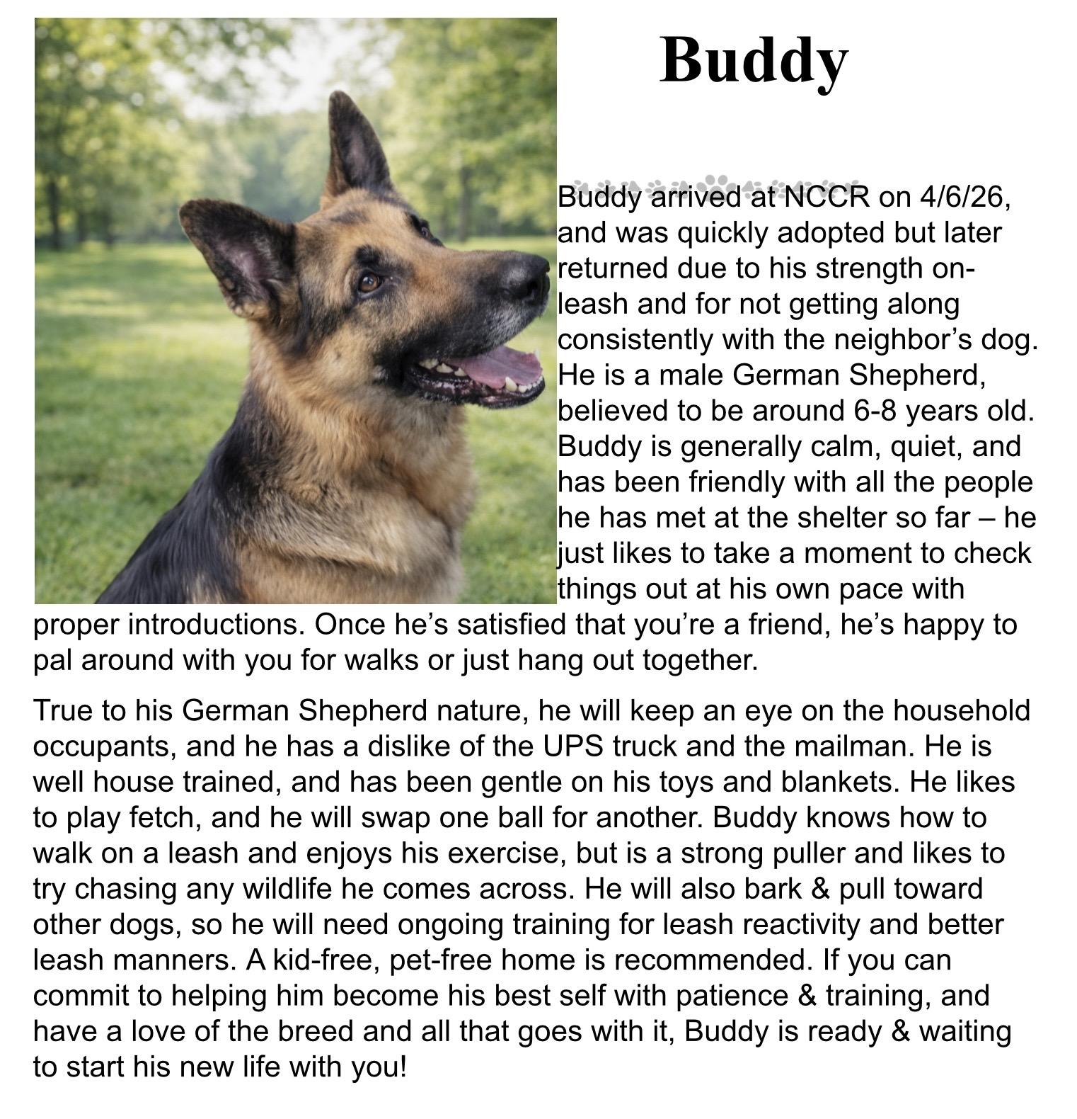 Enlarge Buddy, an adoptable German Shepherd Dog in Westfield, NY image 2/6