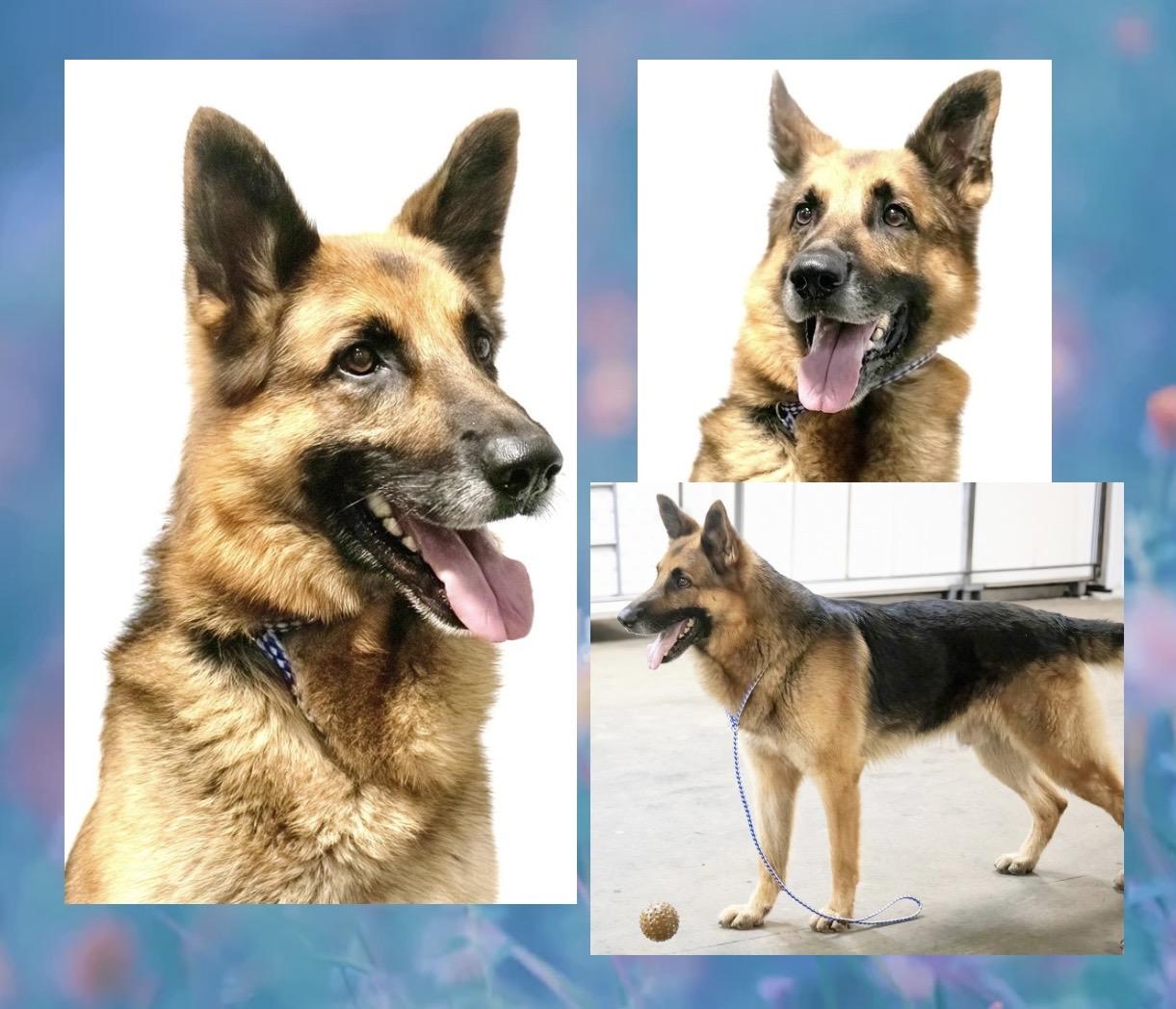 Enlarge Buddy, a Adoptable German Shepherd Dog in Westfield, NY image 3/6