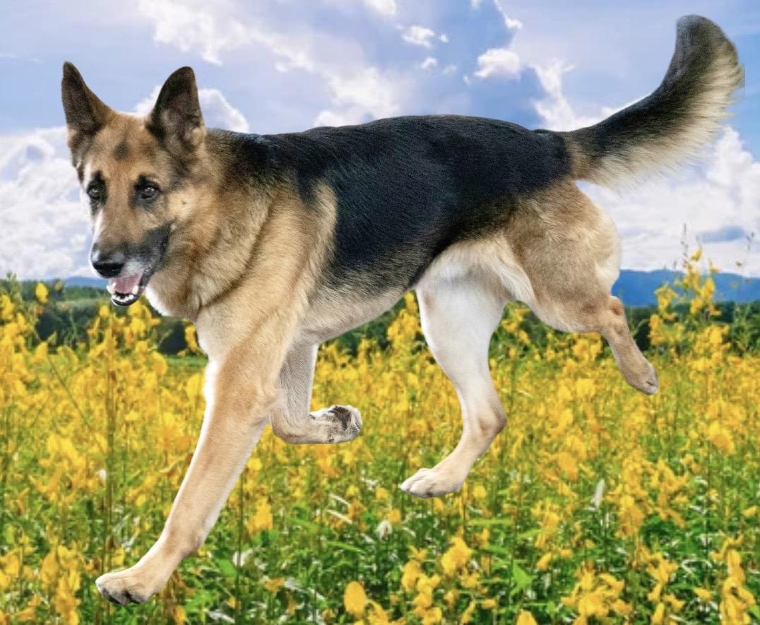 Enlarge Buddy, an adoptable German Shepherd Dog in Westfield, NY image 3/6