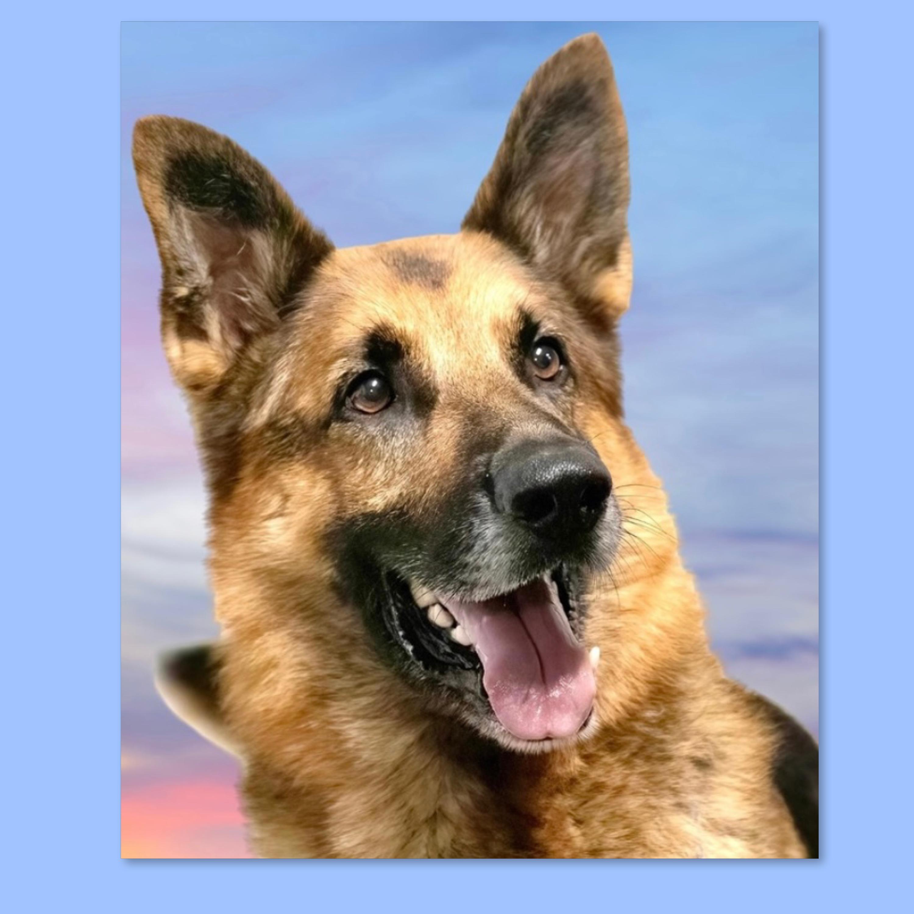 Enlarge Buddy, a Adoptable German Shepherd Dog in Westfield, NY image 1/6