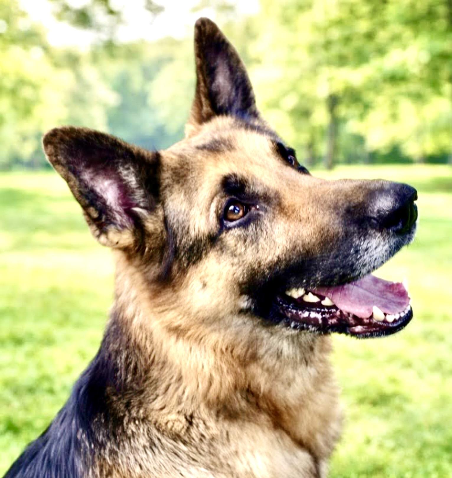 Buddy, adoptable, Adult Male German Shepherd Dog.