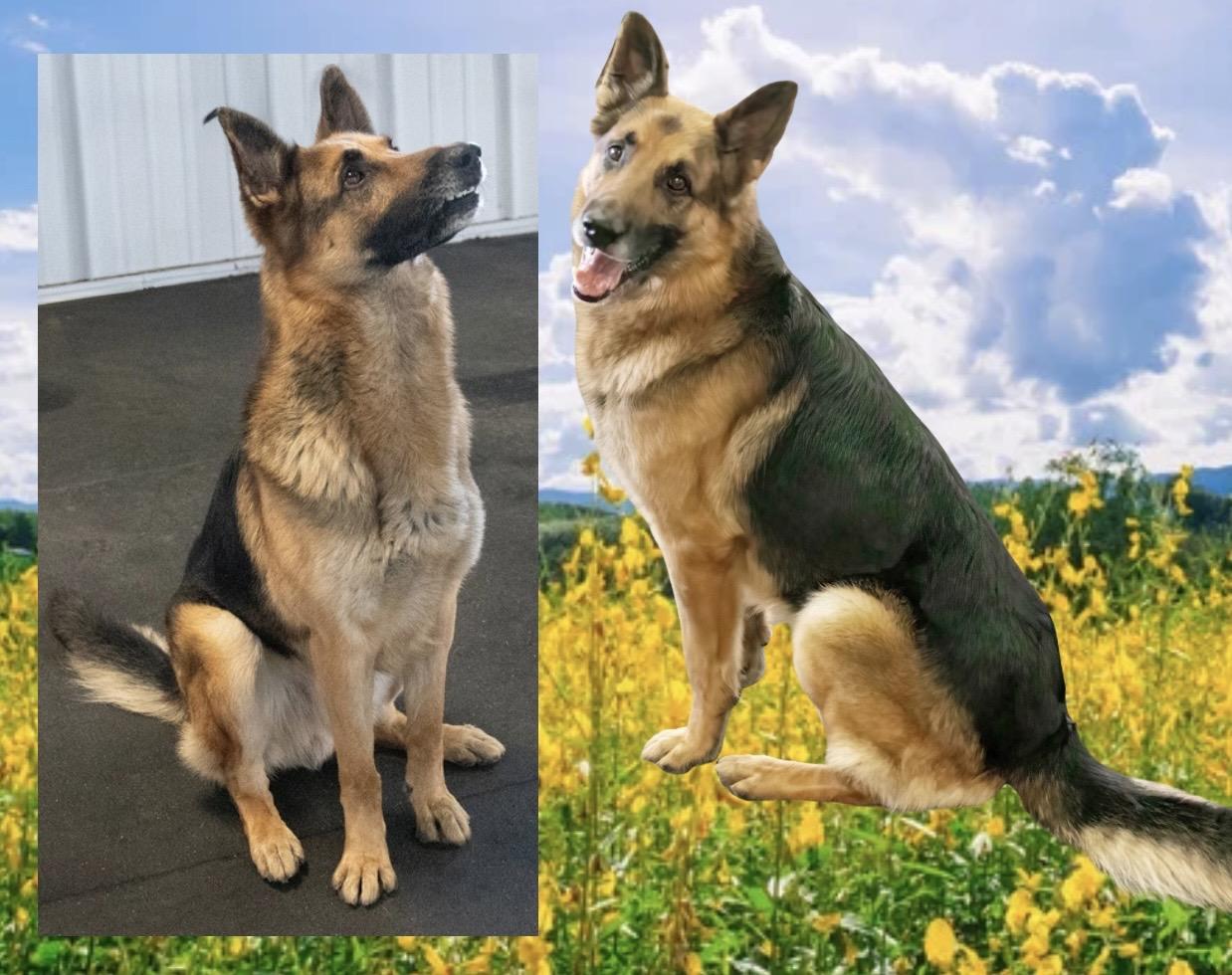 Enlarge Buddy, an adoptable German Shepherd Dog in Westfield, NY image 5/6