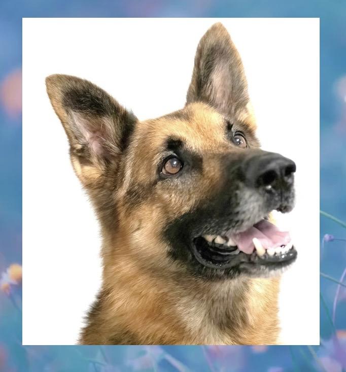 Enlarge Buddy, a Adoptable German Shepherd Dog in Westfield, NY image 4/6