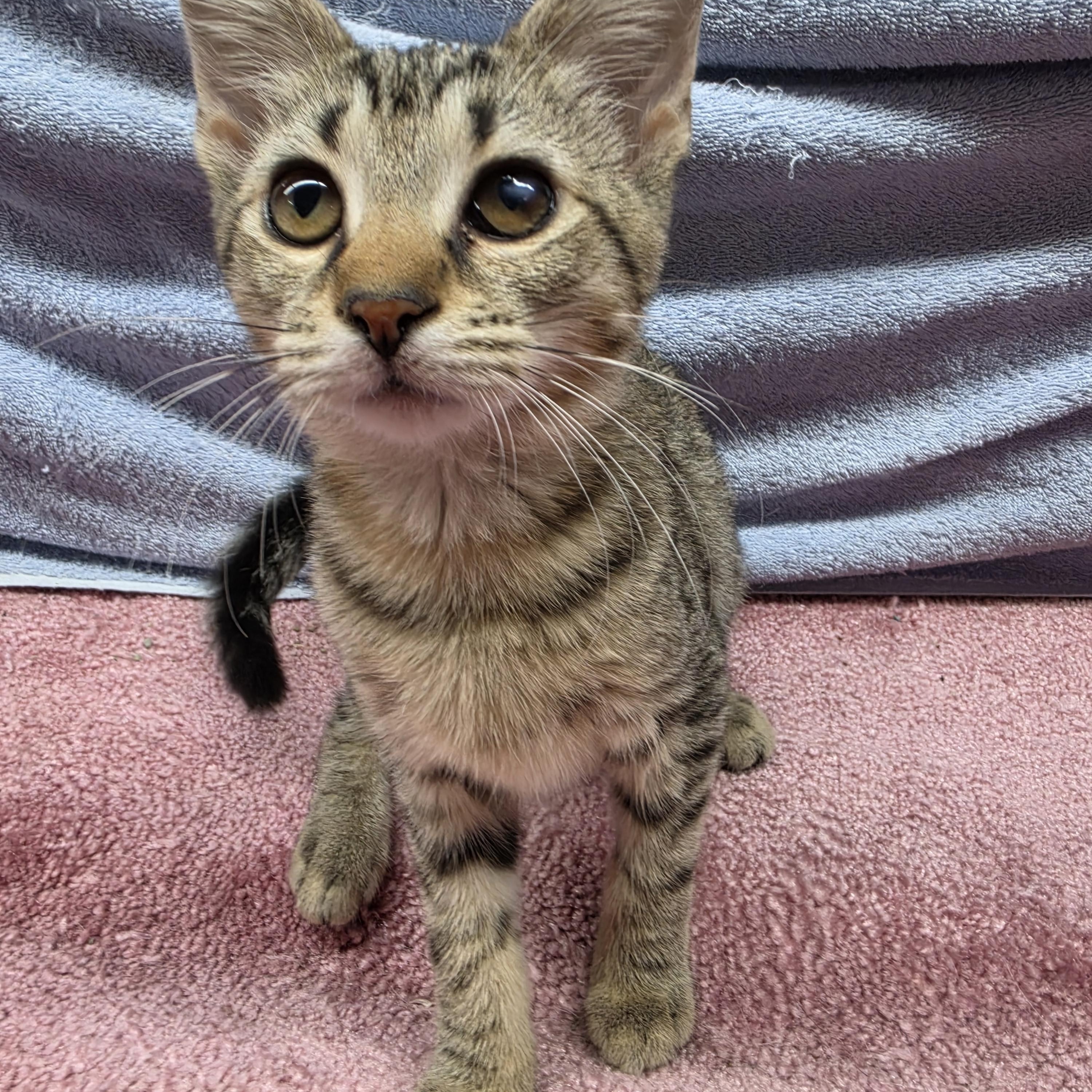 Enlarge Trina, a Adoptable Domestic Short Hair in Avon, OH image 3/5