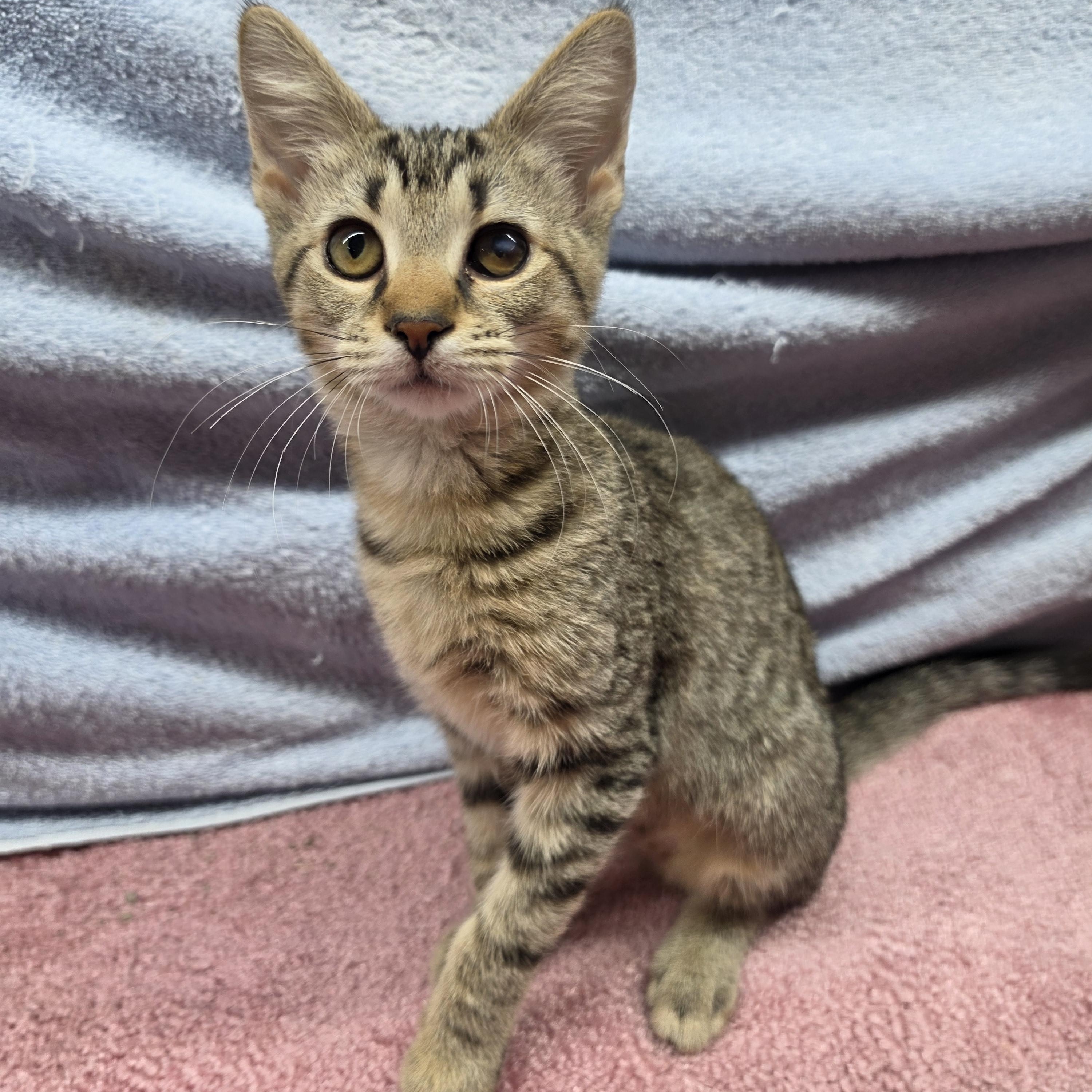 Trina, Adoptable, Kitten Female Domestic Short Hair.