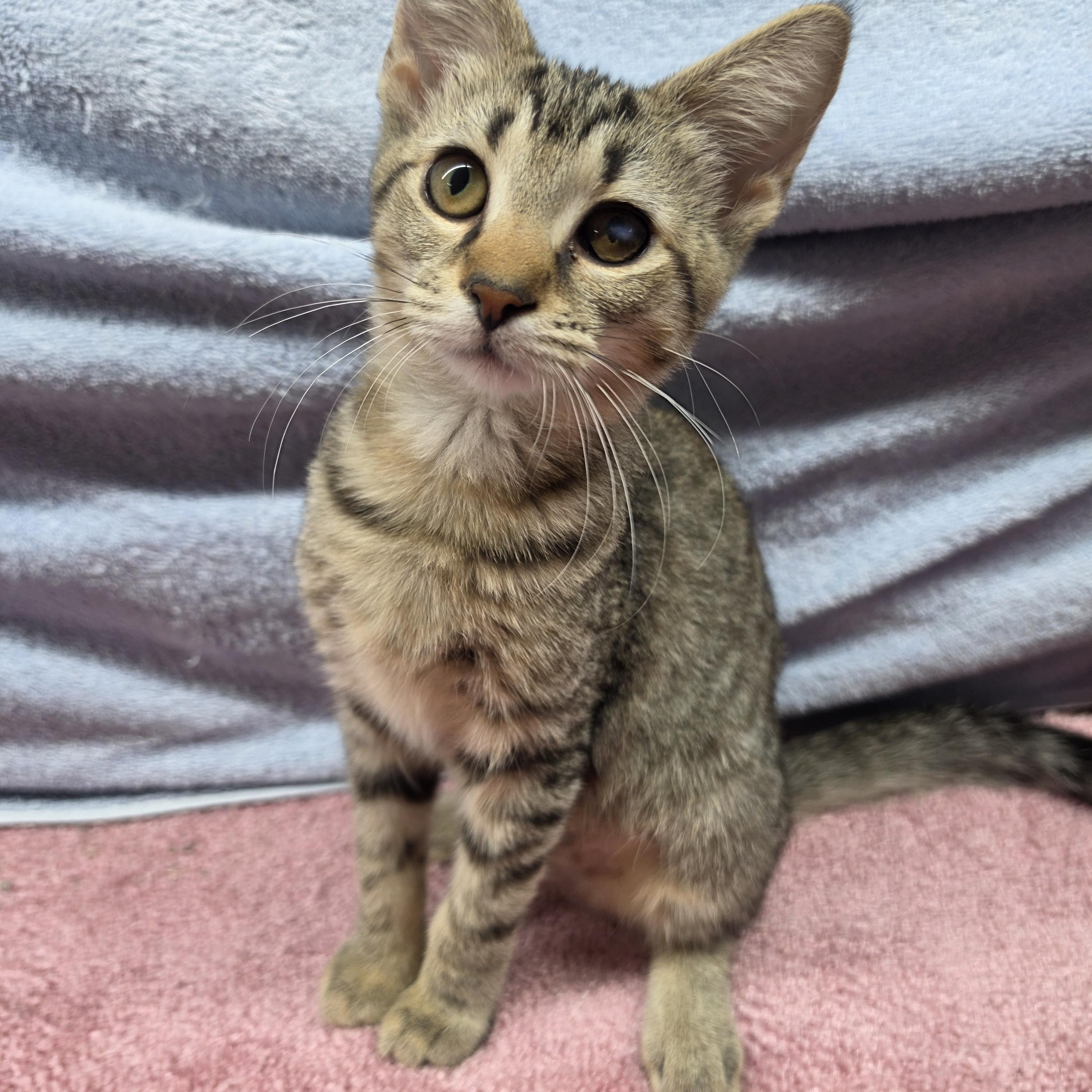 Enlarge Trina, a Adoptable Domestic Short Hair in Avon, OH image 4/5