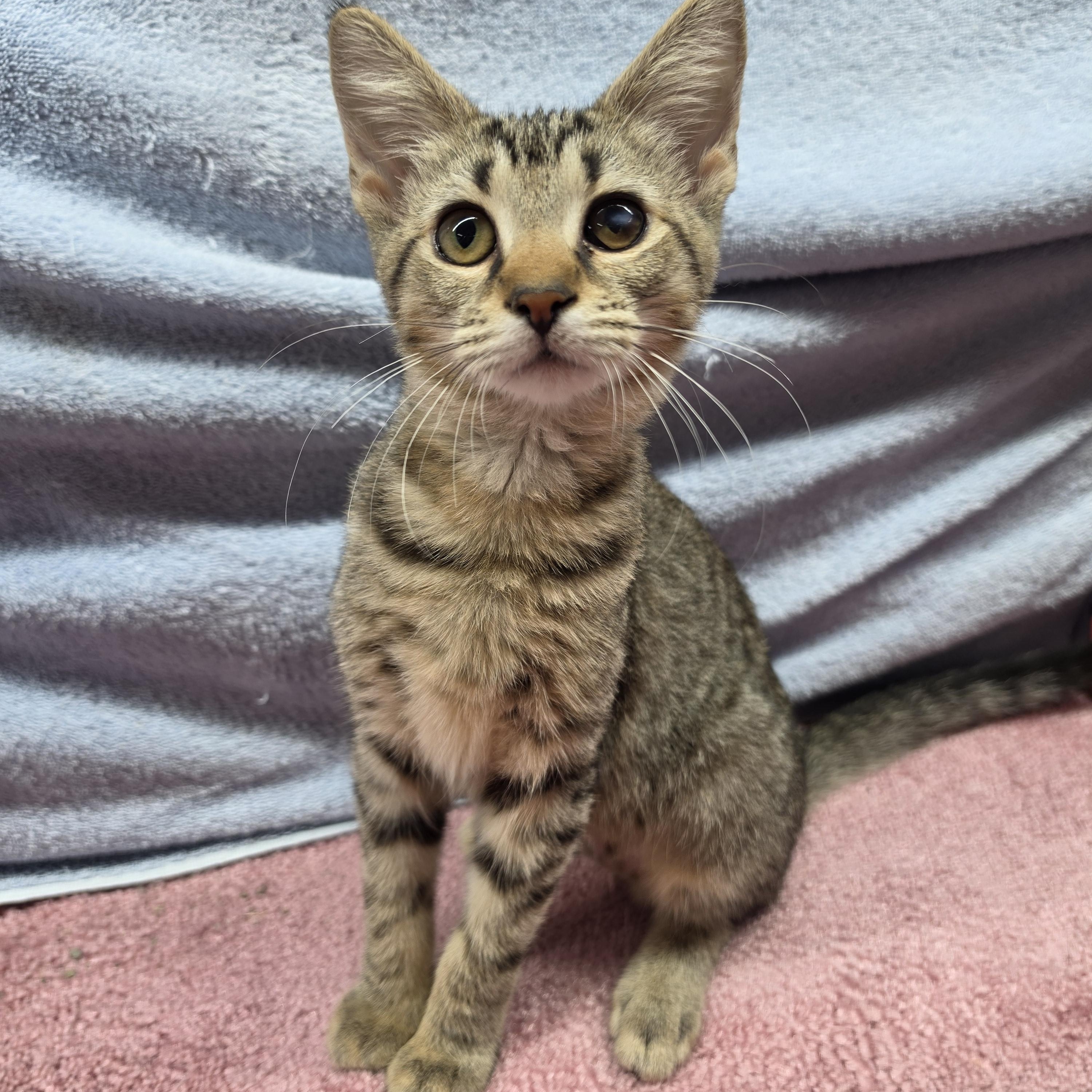 Enlarge Trina, a Adoptable Domestic Short Hair in Avon, OH image 2/5