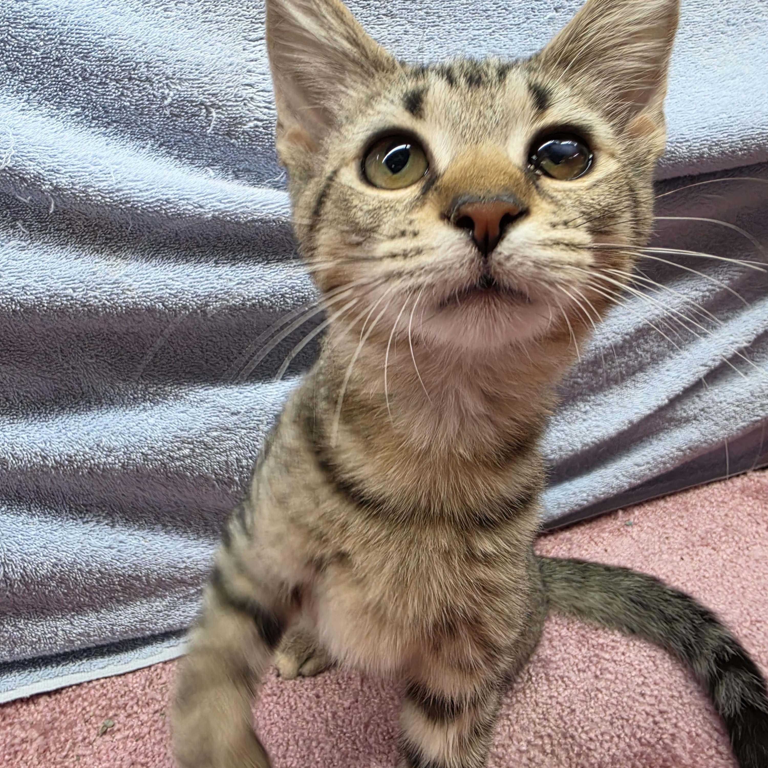 Enlarge Trina, a Adoptable Domestic Short Hair in Avon, OH image 5/5