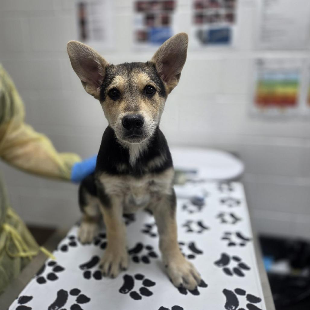 Pho, Adoptable, Puppy Male Anatolian Shepherd & German Shepherd Dog.