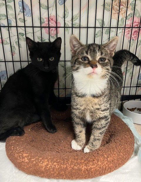 Phantom and Figaro, Adoptable, Kitten Male Domestic Short Hair & Tiger.