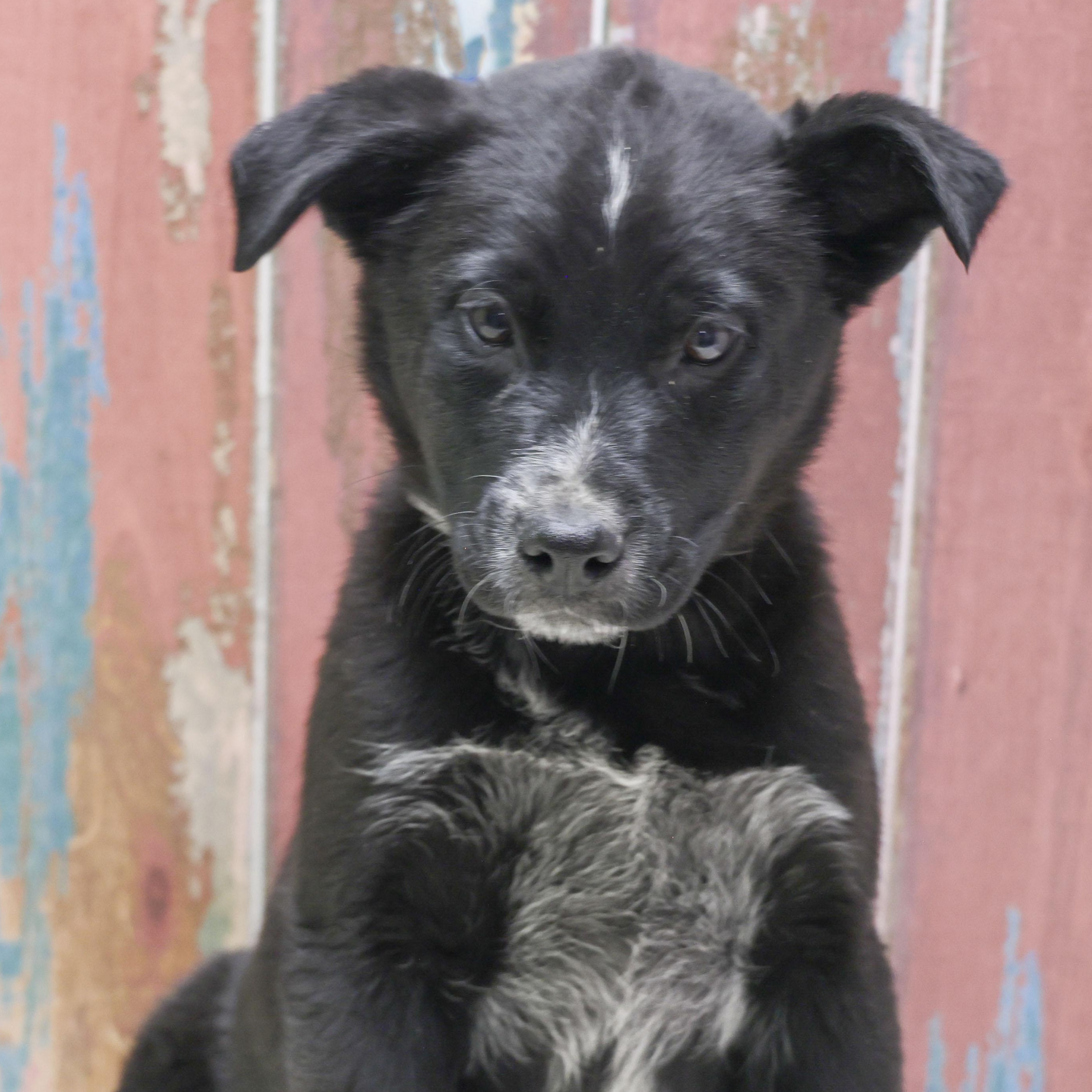 Duke, adopted, Puppy Male Terrier.