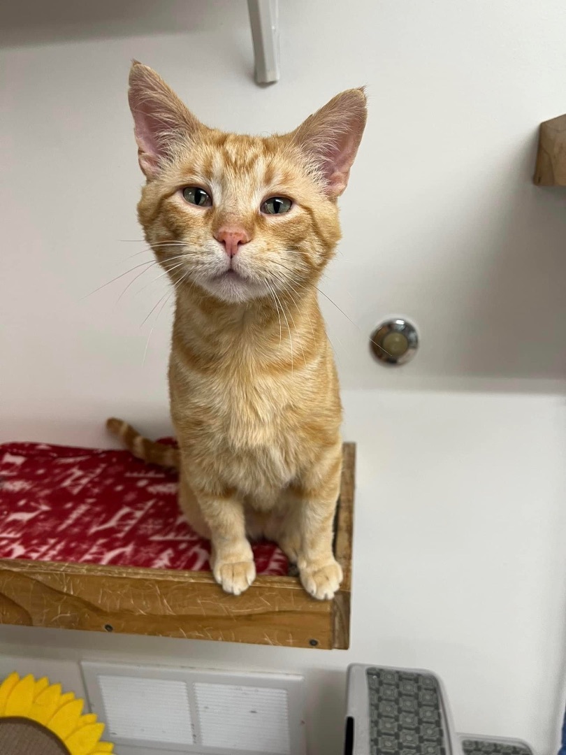 Tango, a Adoptable Domestic Short Hair in Grand Rapids, MI image 3/6