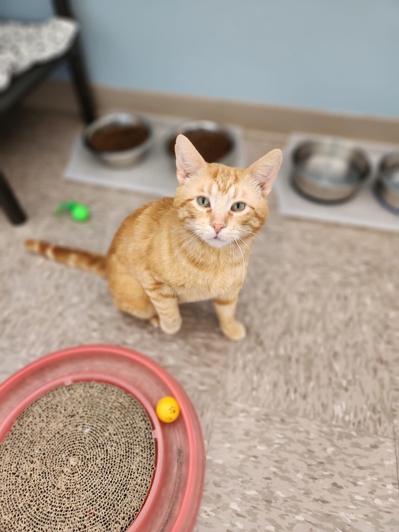 Tango, a Adoptable Domestic Short Hair in Grand Rapids, MI image 4/6