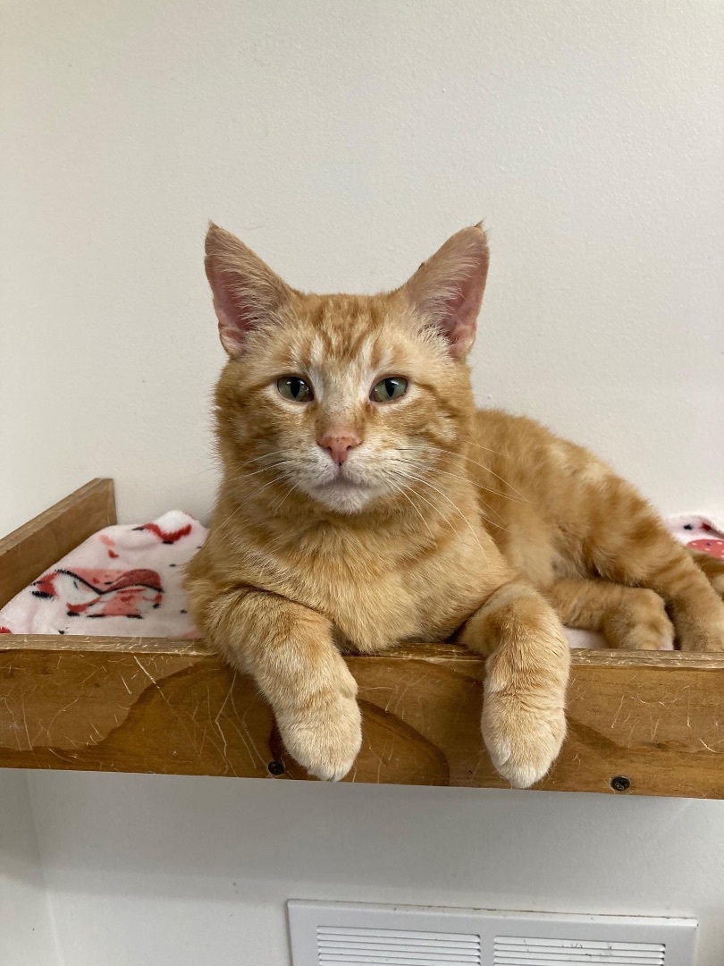 Tango, a Adoptable Domestic Short Hair in Grand Rapids, MI image 1/6