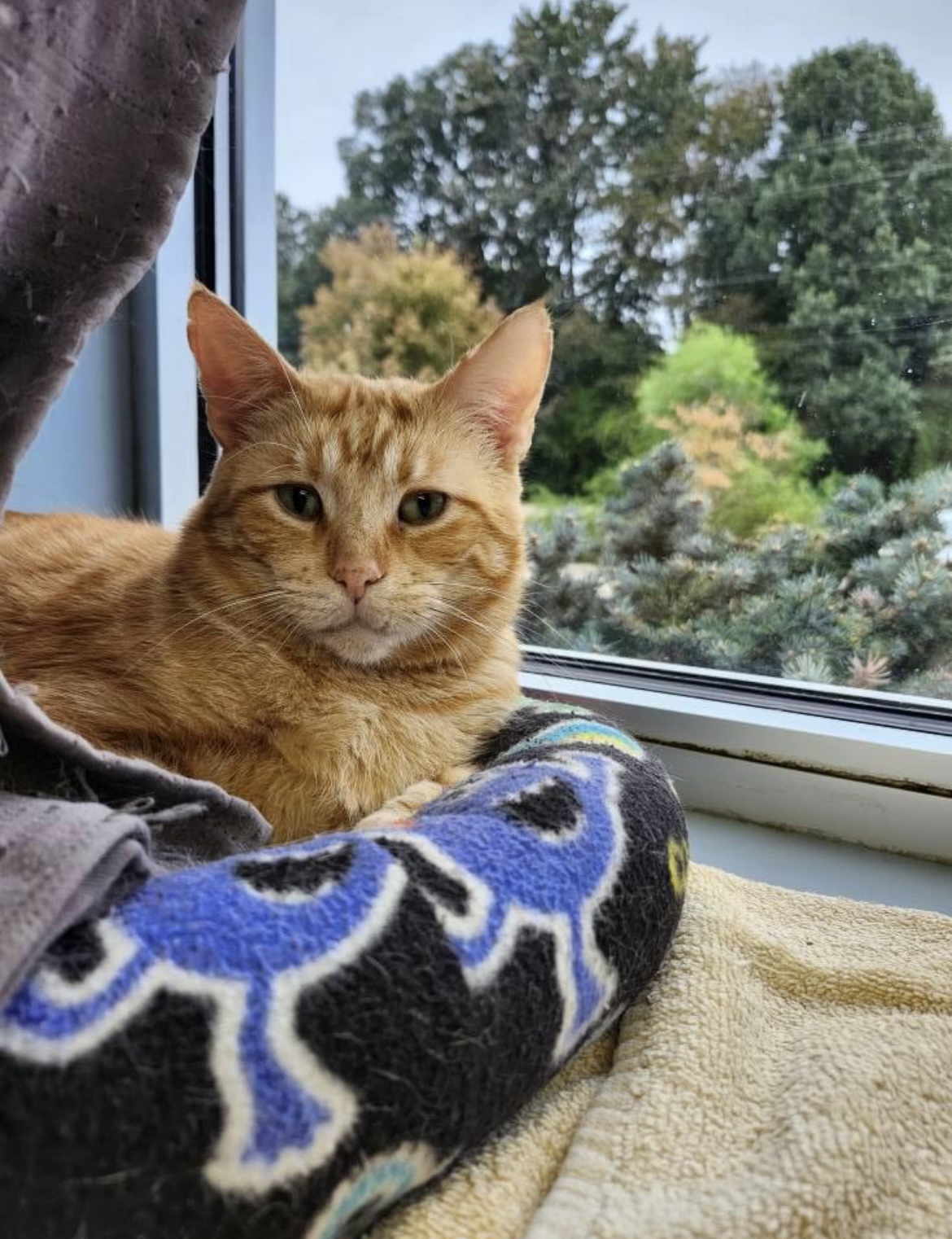 Tango, a Adoptable Domestic Short Hair in Grand Rapids, MI image 2/6