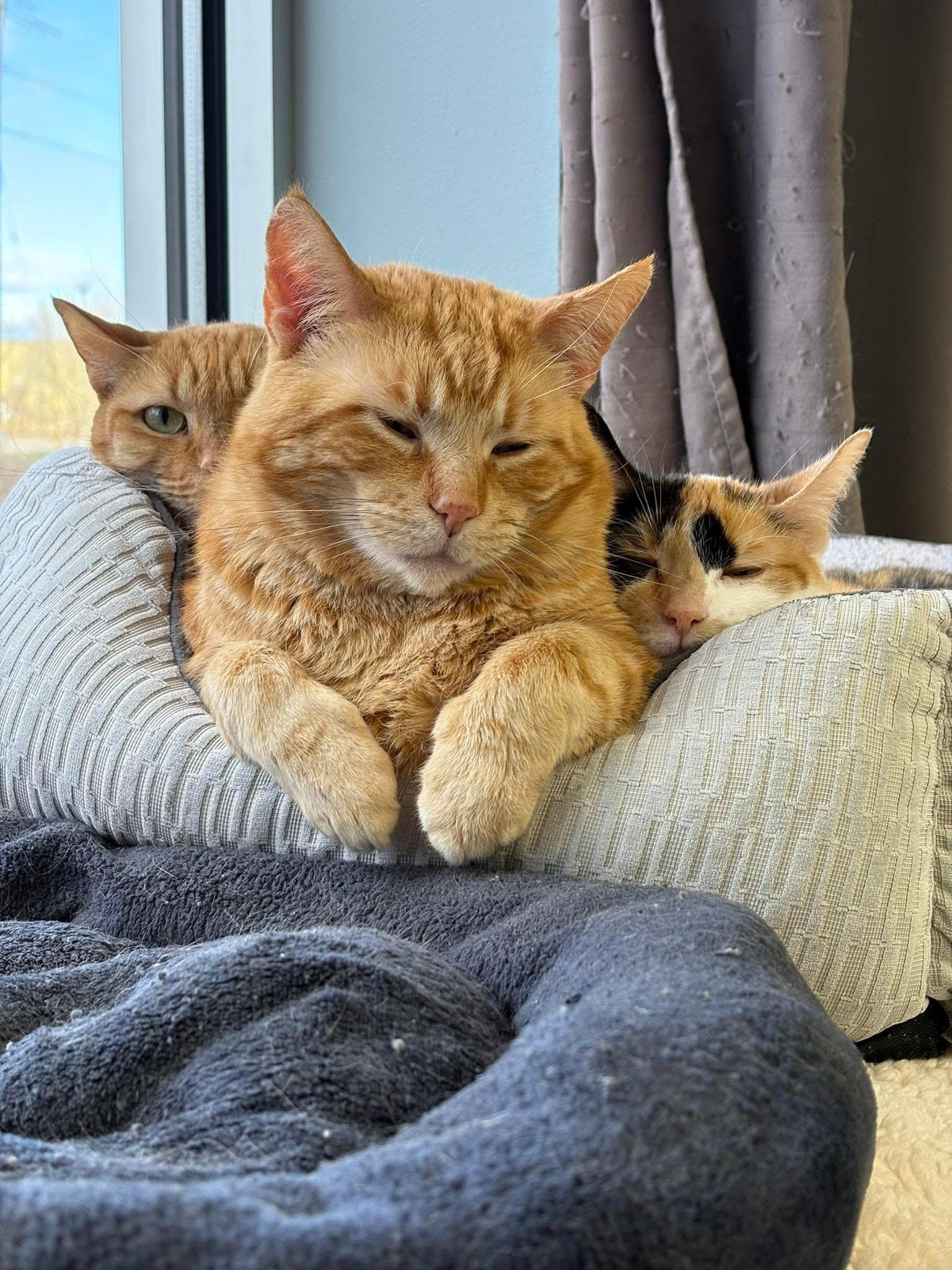 Tango, a Adoptable Domestic Short Hair in Grand Rapids, MI image 6/6