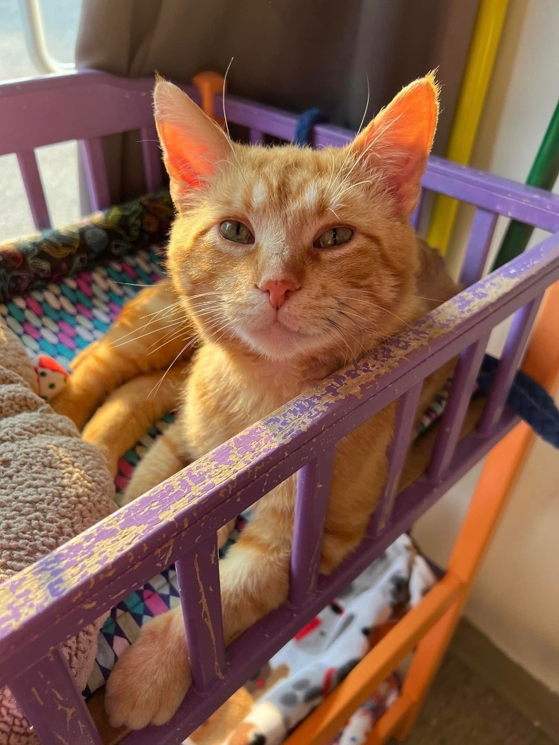 Tango, a Adoptable Domestic Short Hair in Grand Rapids, MI image 5/6