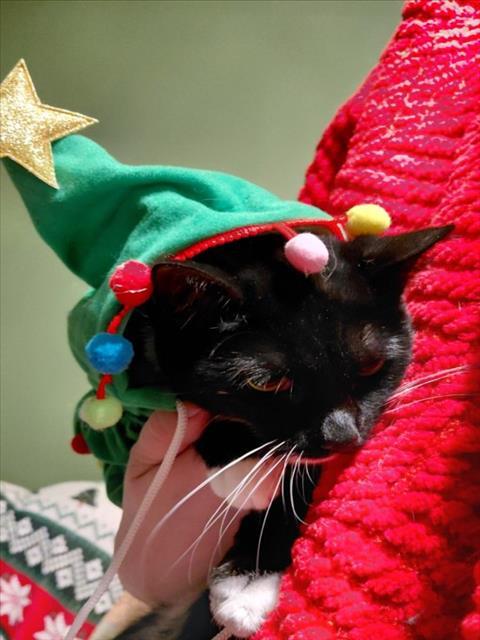 Enlarge ONION, a Adoptable Domestic Short Hair in Hagerstown, MD image 1/1